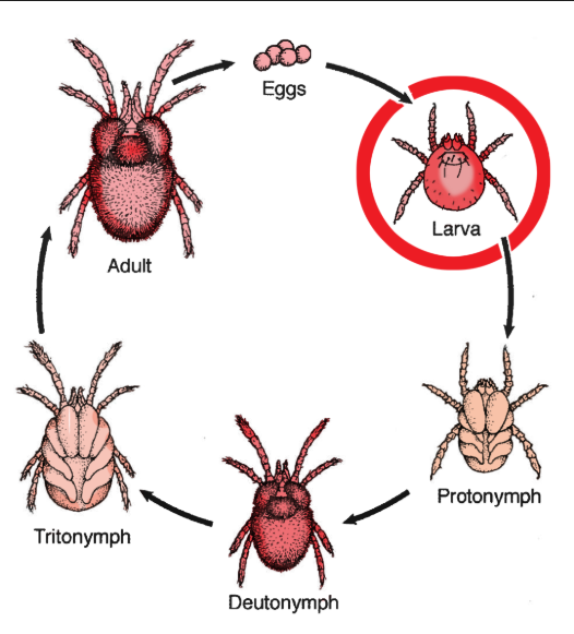 Chigger Life Cycle - Ark Country Store