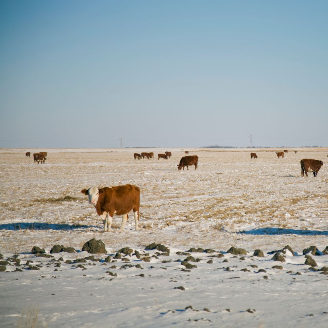 Cattle in snow - Ark Country Store